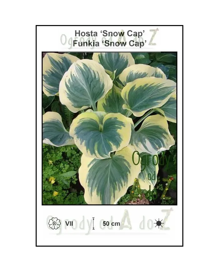 Hosta-Snow-Cap.jpg