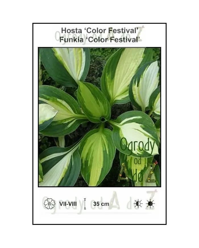 Hosta-Color-Festival.jpg