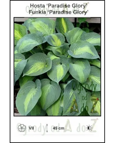 Hosta-Paradise-Glory.jpg