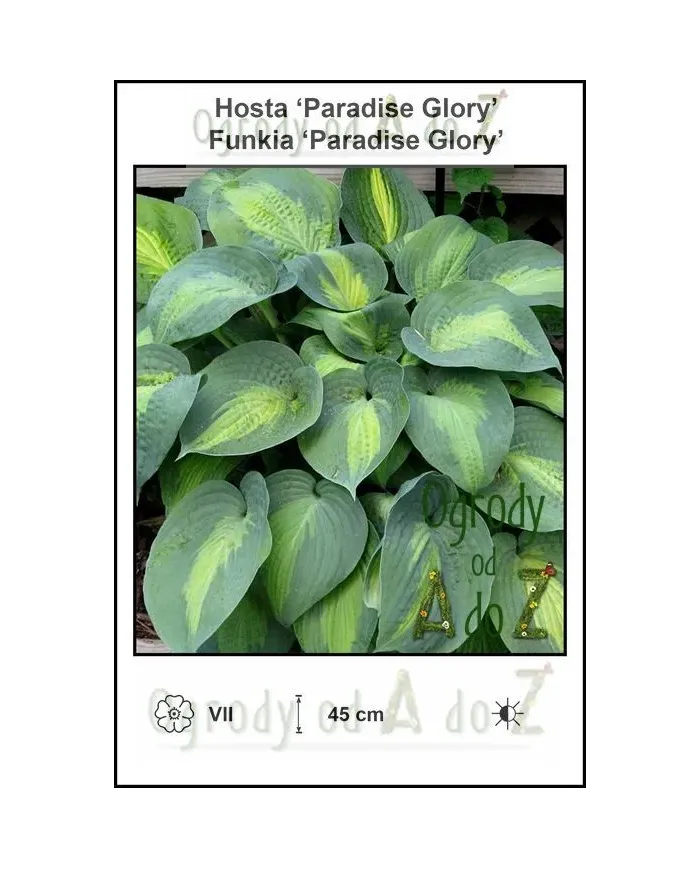 Hosta-Paradise-Glory.jpg