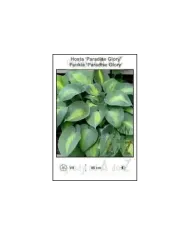 Hosta-Paradise-Glory.jpg