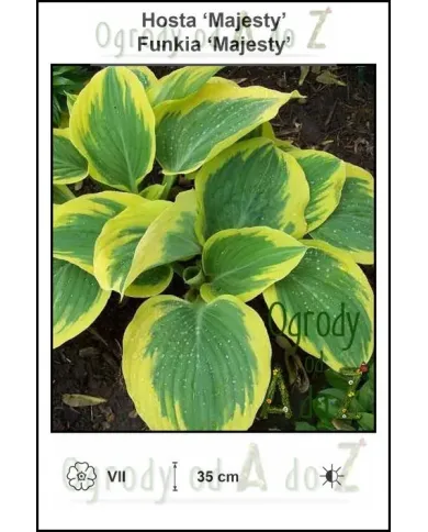 Hosta-Majesty.jpg