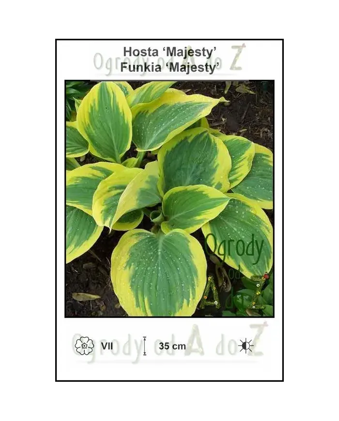 Hosta-Majesty.jpg