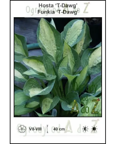 Hosta-T-Dawg.jpg