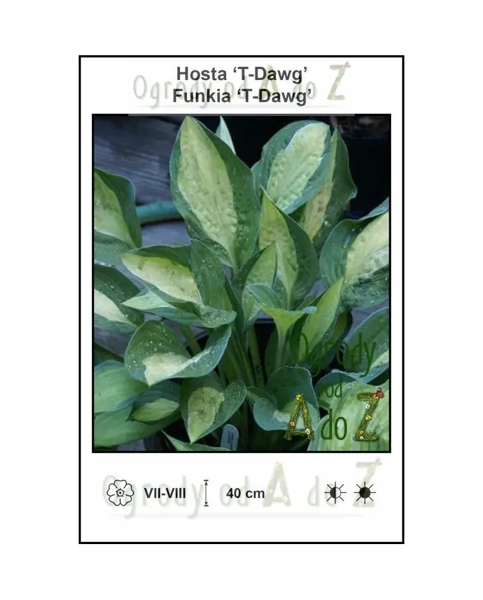 Hosta-T-Dawg.jpg