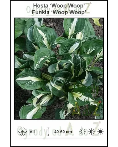 Hosta-Woop-Woop.jpg