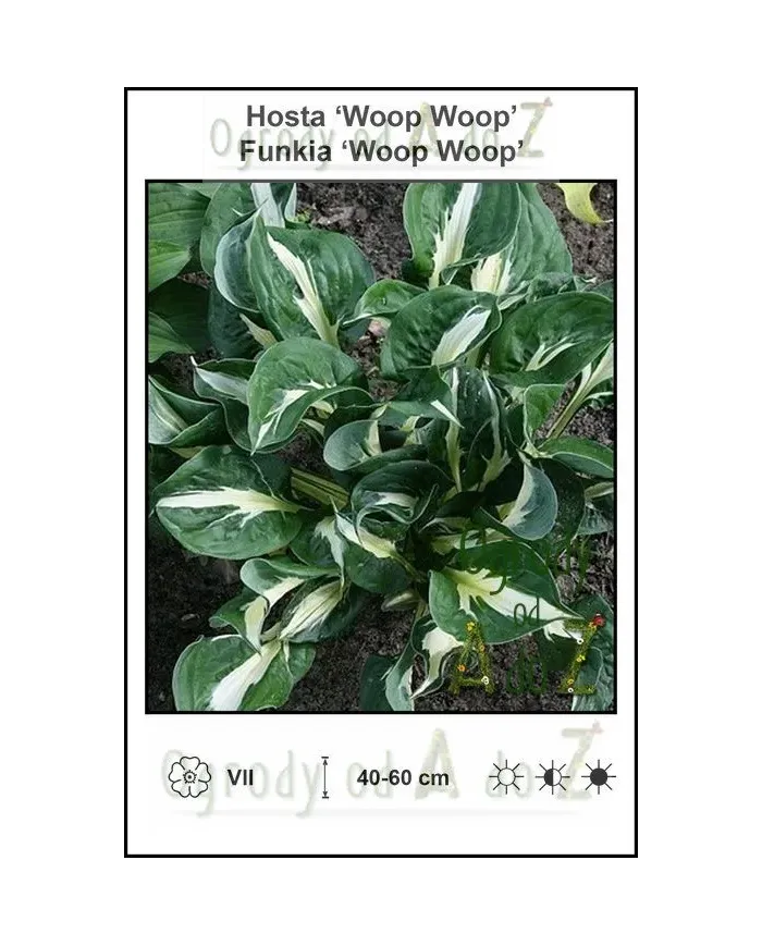 Hosta-Woop-Woop.jpg