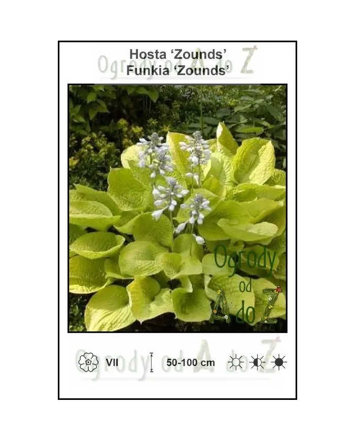 Hosta-Zounds.jpg
