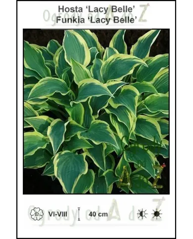 Hosta-Lacy-Belle.jpg