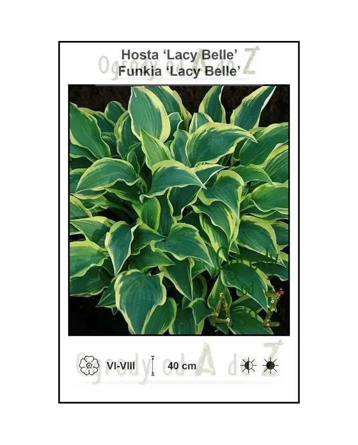 Hosta-Lacy-Belle.jpg