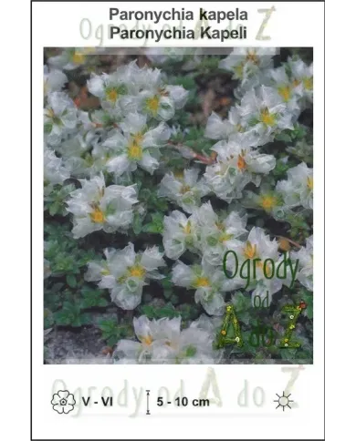 Paronychia-kapela.jpg