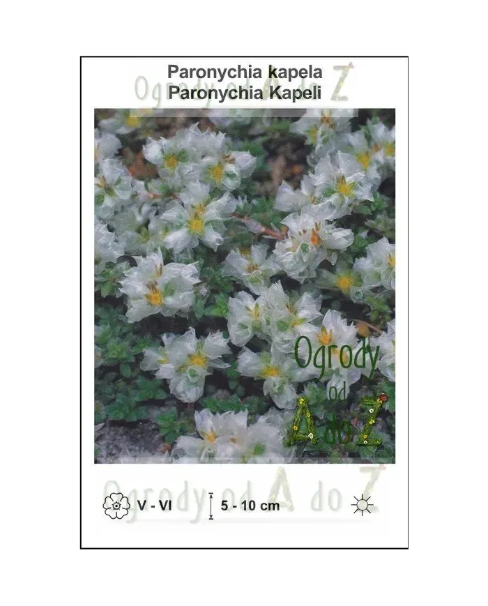 Paronychia-kapela.jpg