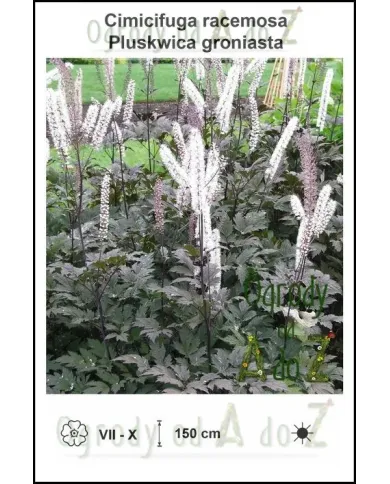 Cimicifuga-racemosa.jpg