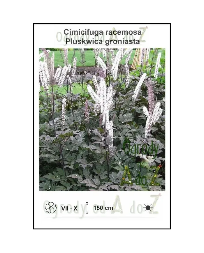Cimicifuga-racemosa.jpg