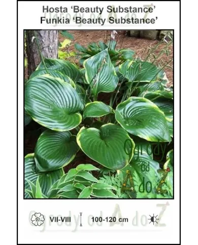 Hosta-Beauty-Substance.jpg