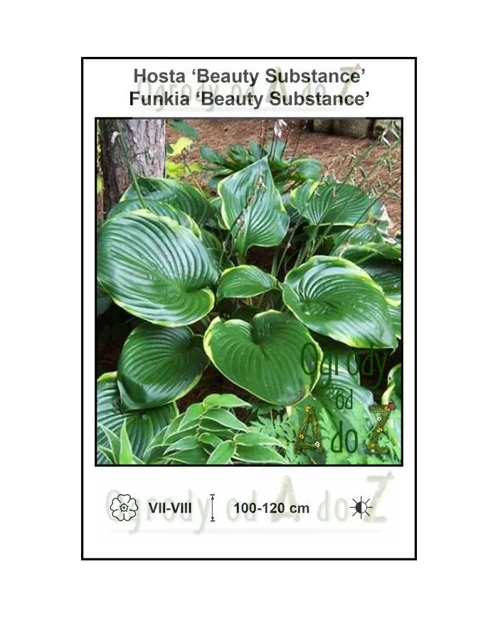 Hosta-Beauty-Substance.jpg