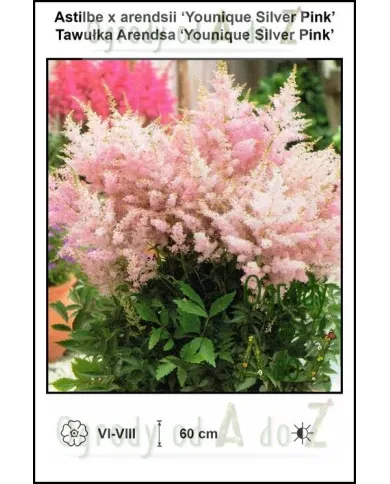 Astilbe-x-arendsii-Younique-Silver-Pink.jpg