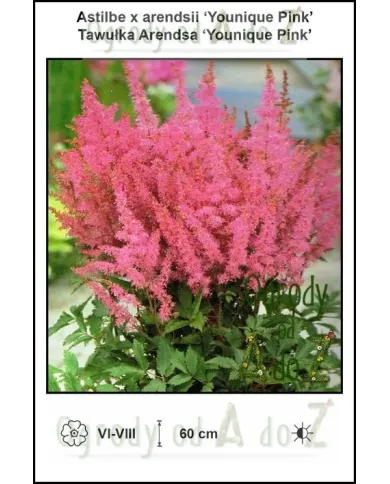 Astilbe-x-arendsii-Younique-Pink.jpg