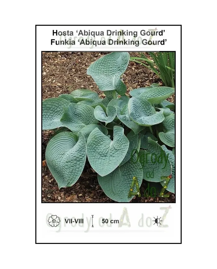 Hosta-Abiqua-Drinking-Gourd.jpg