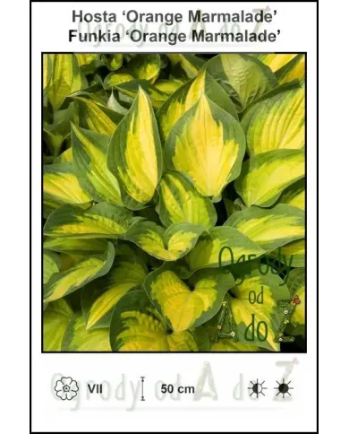 Hosta-Orange-Marmalade.jpg