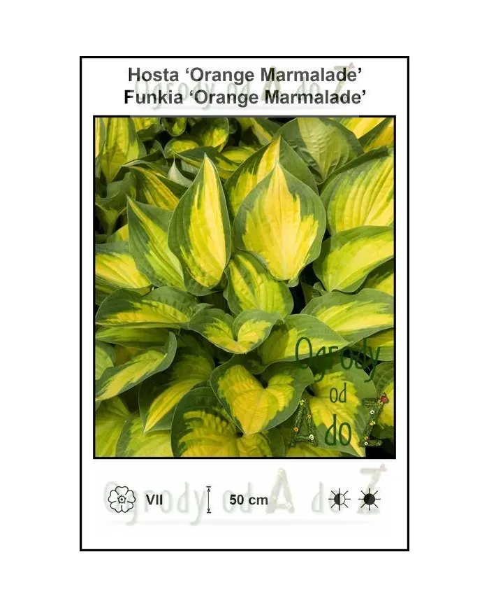 Hosta-Orange-Marmalade.jpg