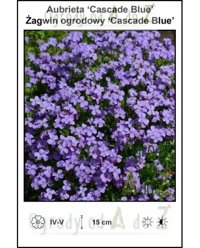 Aubrieta-‘Cascade-Blue’.jpg