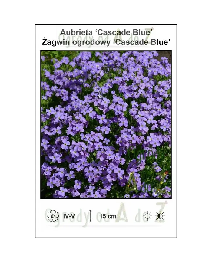 Aubrieta-‘Cascade-Blue’.jpg