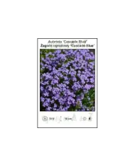 Aubrieta-‘Cascade-Blue’.jpg