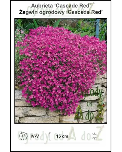 Aubrieta-‘Cascade-Red’.jpg