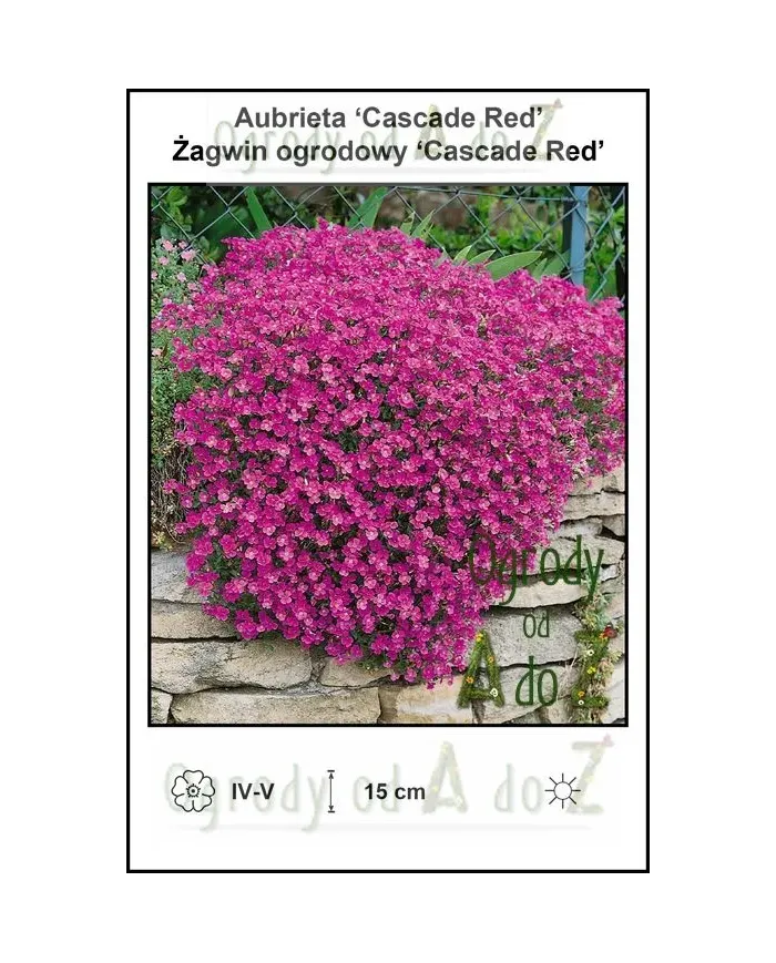 Aubrieta-‘Cascade-Red’.jpg