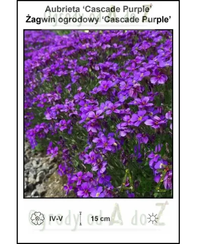 Aubrieta-Cascade-Purple.jpg
