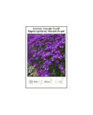 Aubrieta-Cascade-Purple.jpg