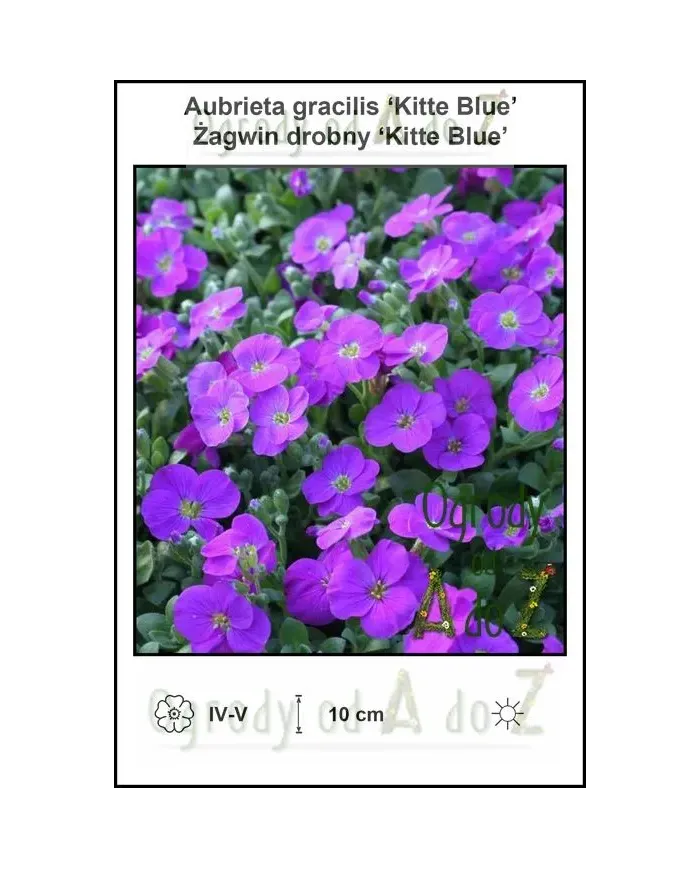 Aubrieta-gracilis-‘Kitte-Blue’.jpg