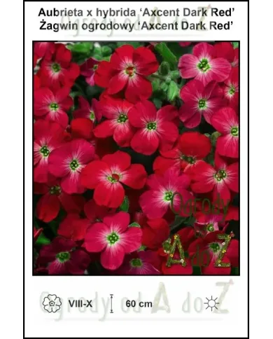 Aubrieta-x-hybrida-‘Axcent-Dark-Red’.jpg