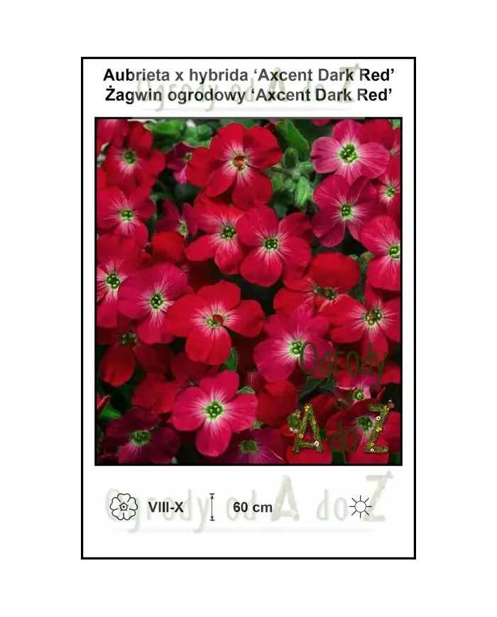 Aubrieta-x-hybrida-‘Axcent-Dark-Red’.jpg