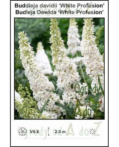 Buddleja-davidii-‘White-Profusion’.jpg