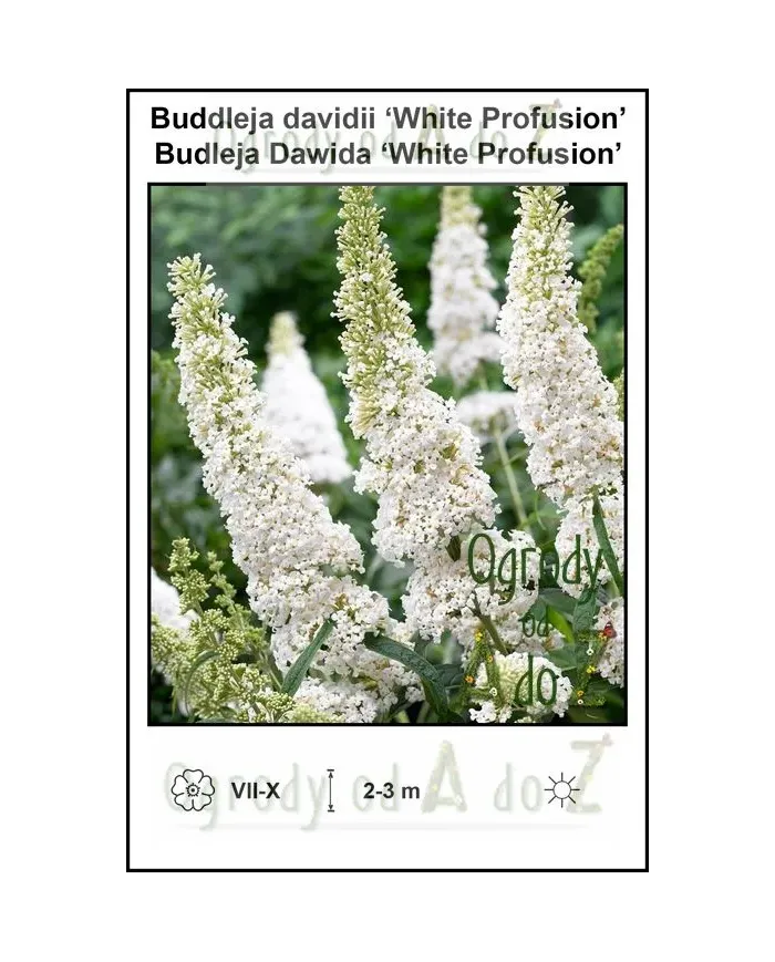 Buddleja-davidii-‘White-Profusion’.jpg
