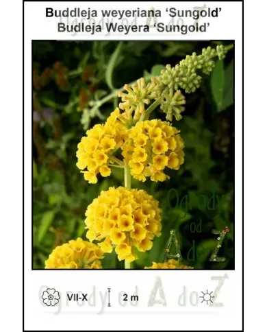 Buddleja-weyeriana-‘Sungold’.jpg