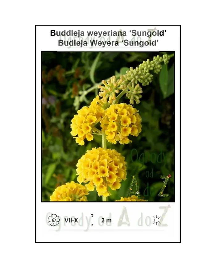 Buddleja-weyeriana-‘Sungold’.jpg