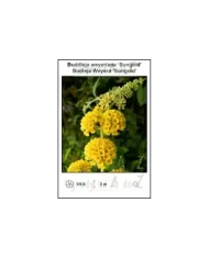 Buddleja-weyeriana-‘Sungold’.jpg