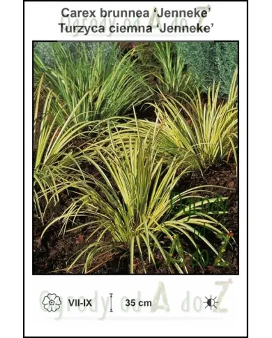 Carex-brunnea-‘Jenneke’.jpg