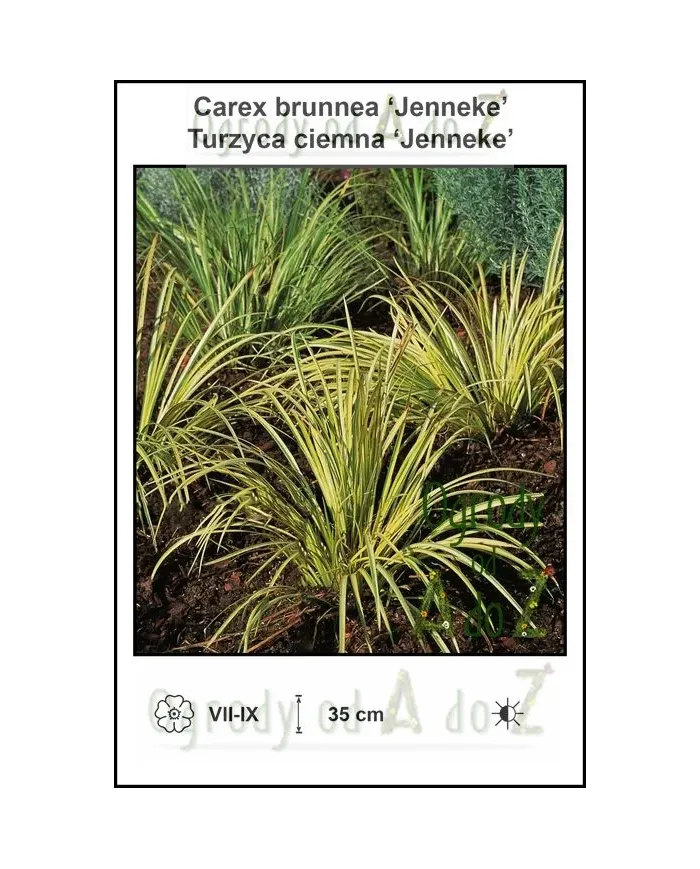 Carex-brunnea-‘Jenneke’.jpg