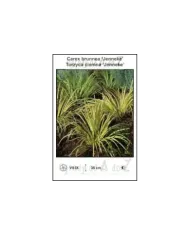 Carex-brunnea-‘Jenneke’.jpg
