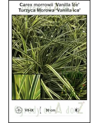 Carex-morrowii-‘Vanilla-Ice’.jpg