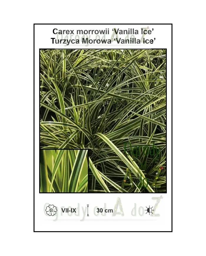 Carex-morrowii-‘Vanilla-Ice’.jpg