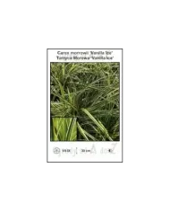 Carex-morrowii-‘Vanilla-Ice’.jpg