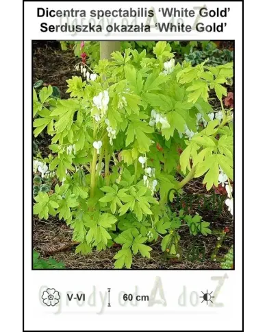 Dicentra-spectabilis-‘White-Gold’.jpg