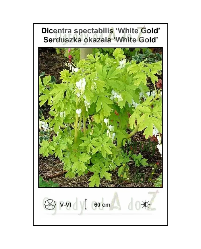 Dicentra-spectabilis-‘White-Gold’.jpg
