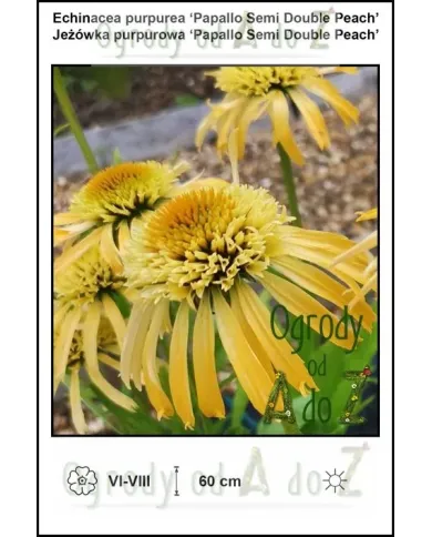 Echinacea-purpurea-‘Papallo-Semi-Double-Peach’.jpg Echinacea-purpurea-‘Papallo-Semi-Double-Peach’.jpg