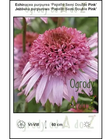 Echinacea-purpurea-‘Papallo-Semi-Double-Pink’.jpg